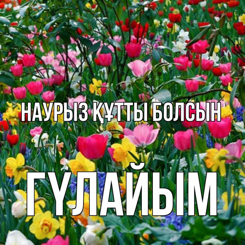Күн сайын ашық хат с именем, ГҮЛАЙЫМ Наурыз құтты болсын с наурызом поздравления для женщины Онлайн тегін жүктеп алу тілектері бар керемет карта 