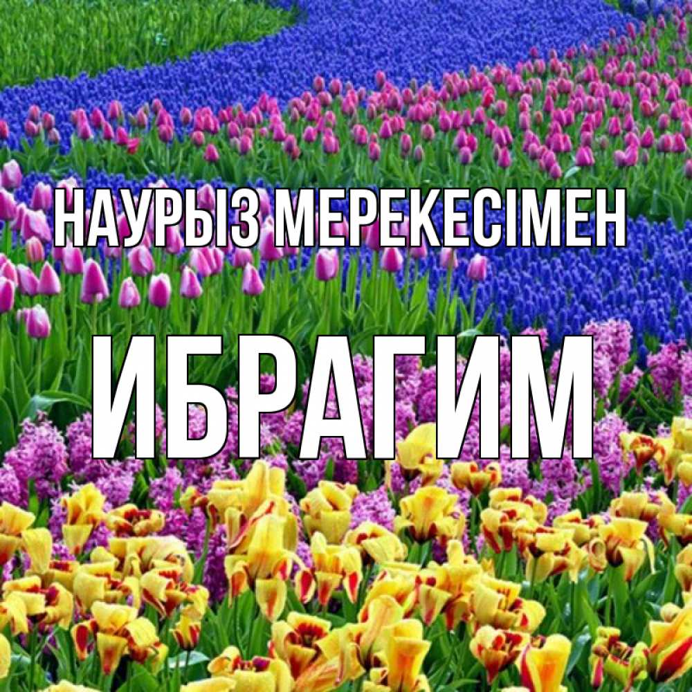 Күн сайын ашық хат с именем, Ибрагим Наурыз мерекесімен цветы Онлайн тегін жүктеп алу тілектері бар керемет карта 