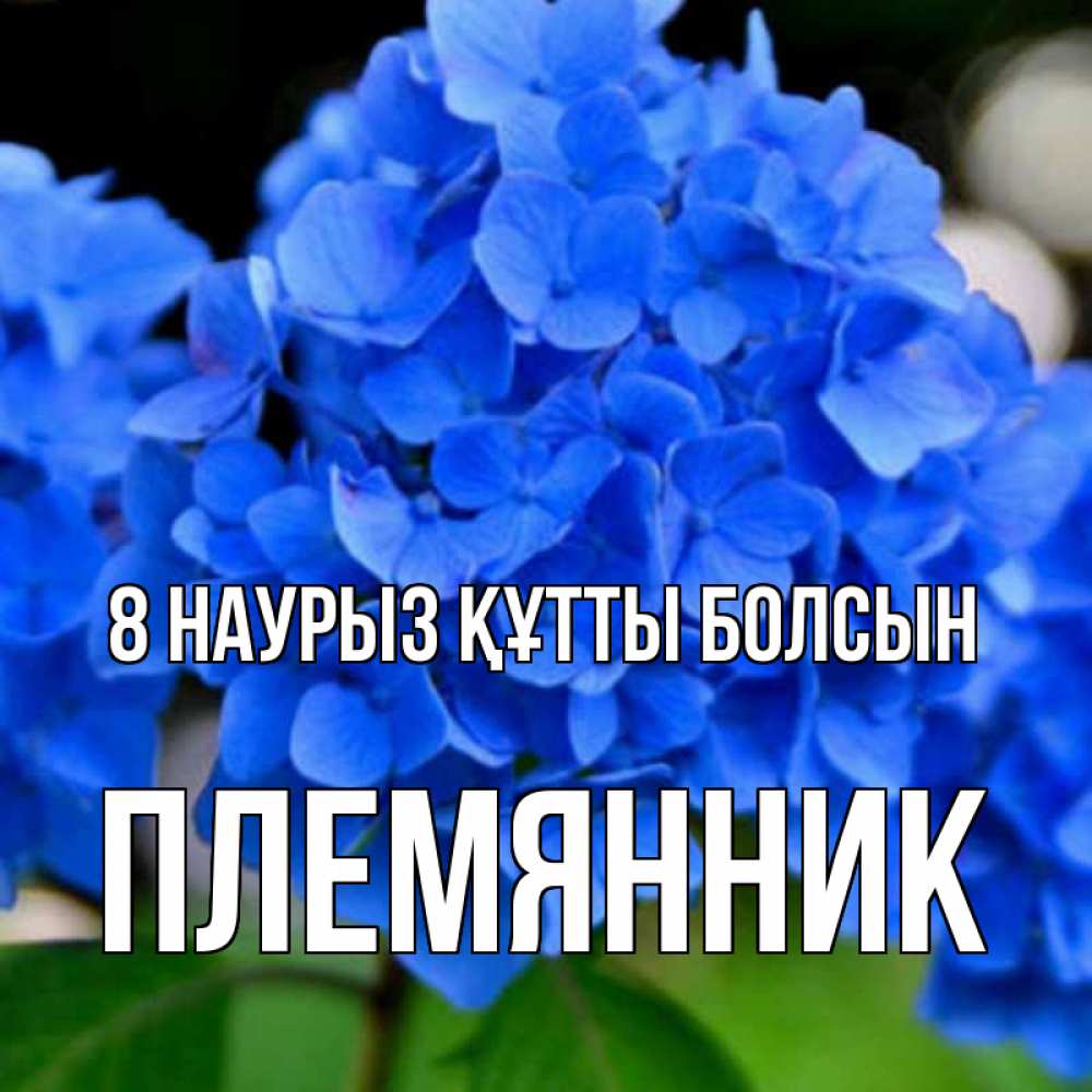 Күн сайын ашық хат с именем, Племянник 8 наурыз құтты болсын синие цветы Онлайн тегін жүктеп алу тілектері бар керемет карта 