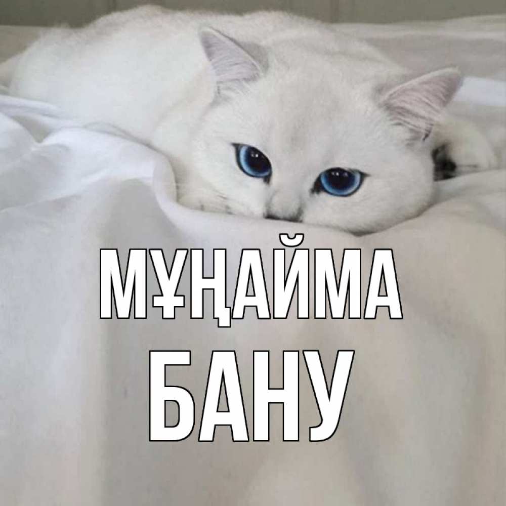 Күн сайын ашық хат с именем, БАНУ Мұңайма белый кот с голубыми глазами на белоснежной кровати Онлайн тегін жүктеп алу тілектері бар керемет карта 