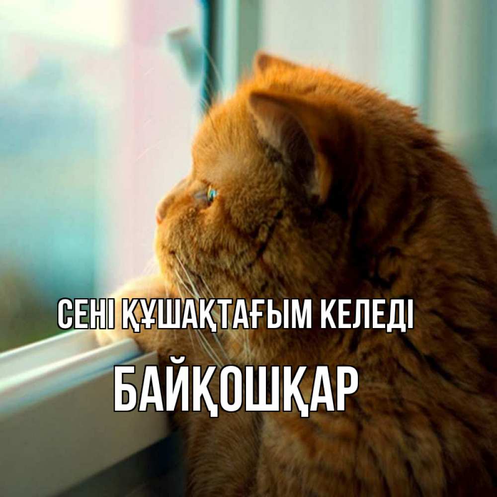 Күн сайын ашық хат с именем, Байқошқар сені құшақтағым келеді большой огромный рыжий котяра Онлайн тегін жүктеп алу тілектері бар керемет карта 