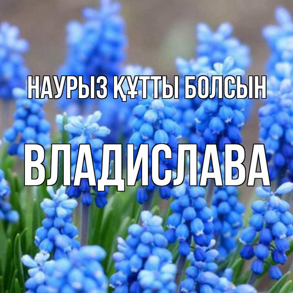 Күн сайын ашық хат с именем, Владислава Наурыз құтты болсын Поздравительная открытка для женщин с цветами на праздничную дату Онлайн тегін жүктеп алу тілектері бар керемет карта 