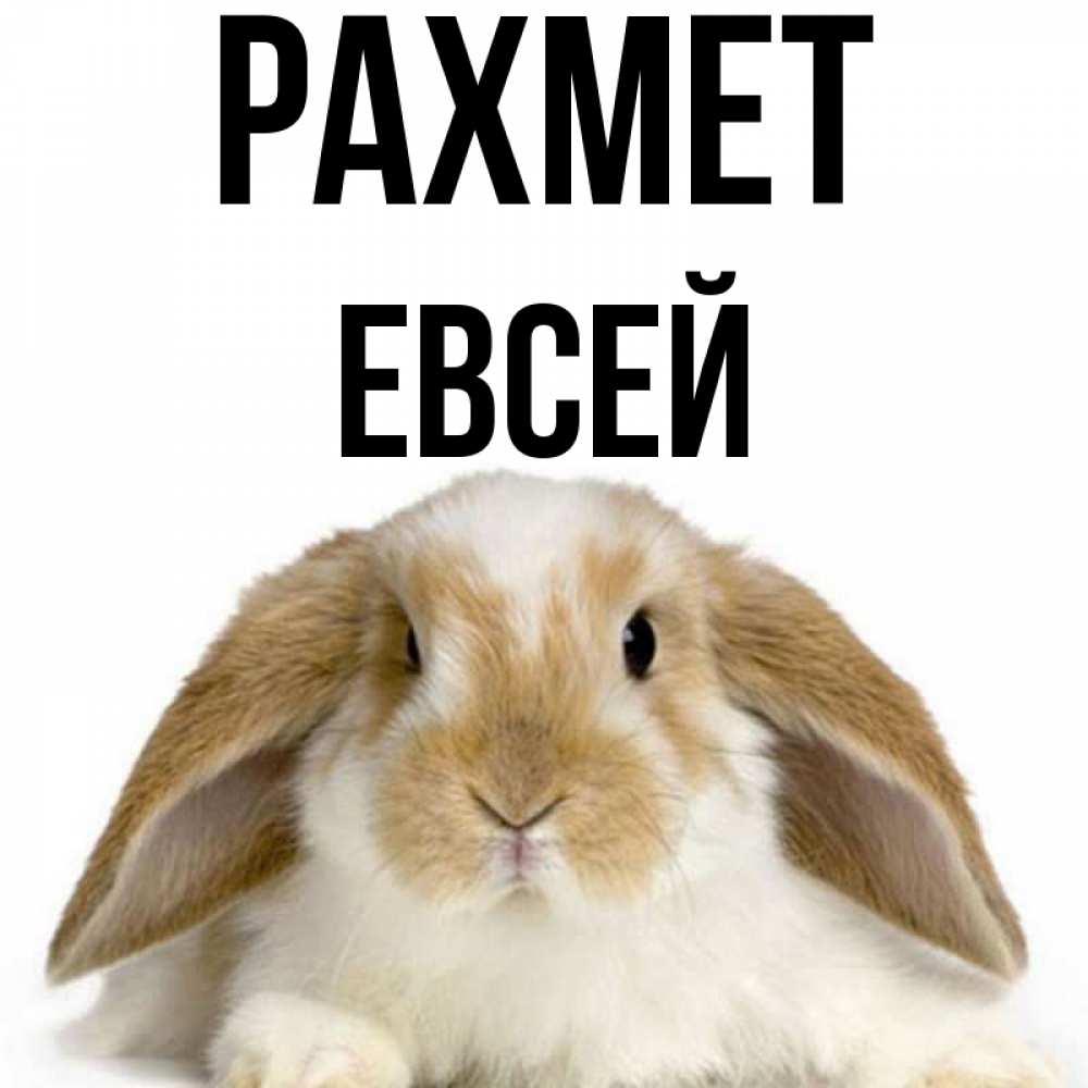 Күн сайын ашық хат с именем, Евсей рахмет коричнево белый заяц Онлайн тегін жүктеп алу тілектері бар керемет карта 