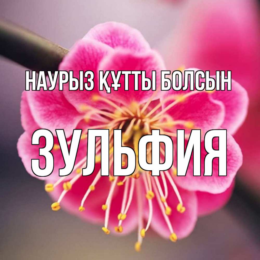 Күн сайын ашық хат с именем, Зульфия Наурыз құтты болсын цветы Онлайн тегін жүктеп алу тілектері бар керемет карта 