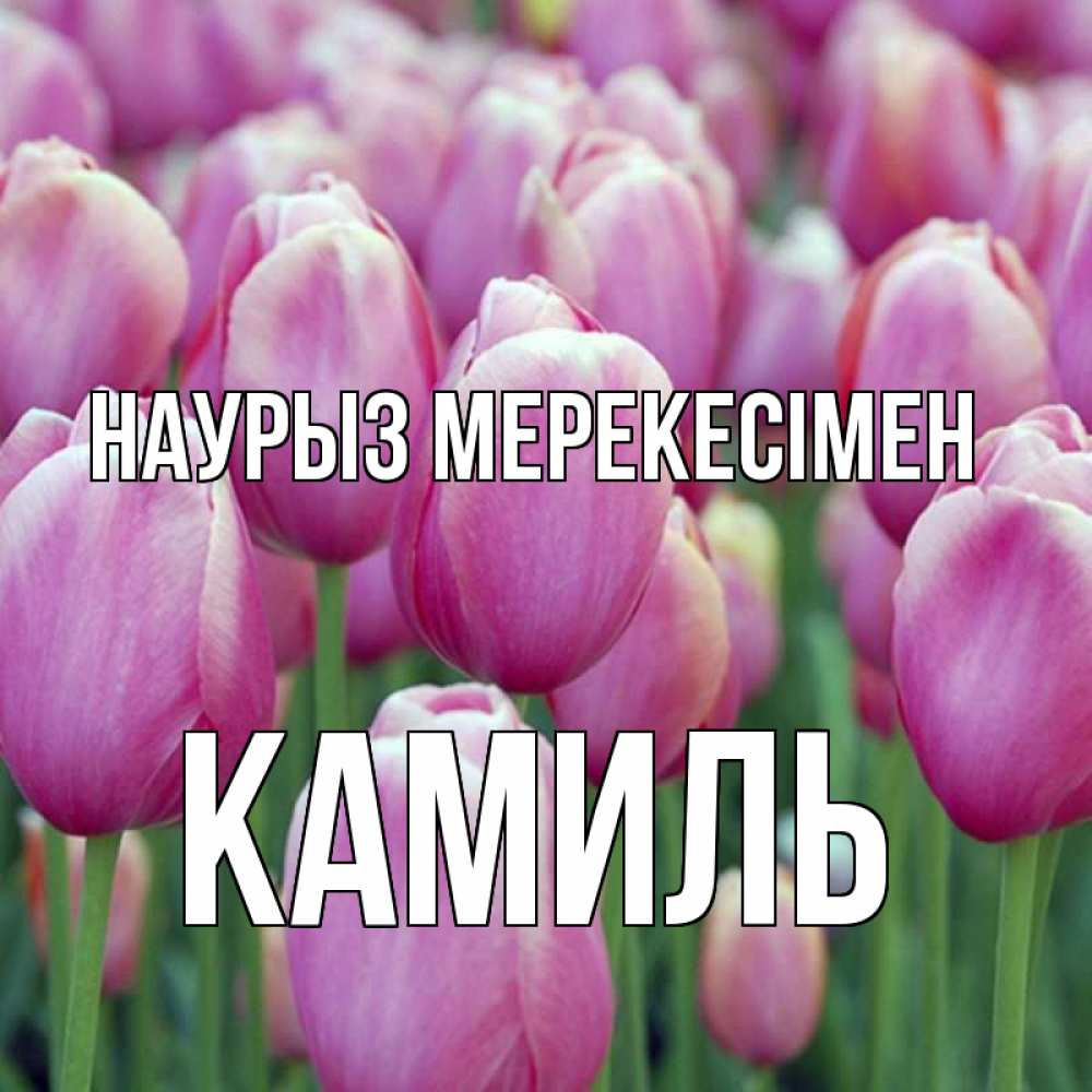 Күн сайын ашық хат с именем, Камиль Наурыз мерекесімен праздник весны наурыз 69 Онлайн тегін жүктеп алу тілектері бар керемет карта 