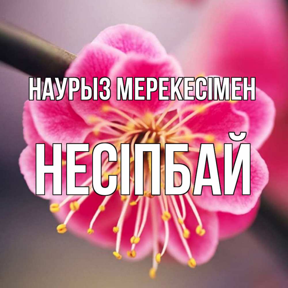 Күн сайын ашық хат с именем, НЕСІПБАЙ Наурыз мерекесімен цветы Онлайн тегін жүктеп алу тілектері бар керемет карта 