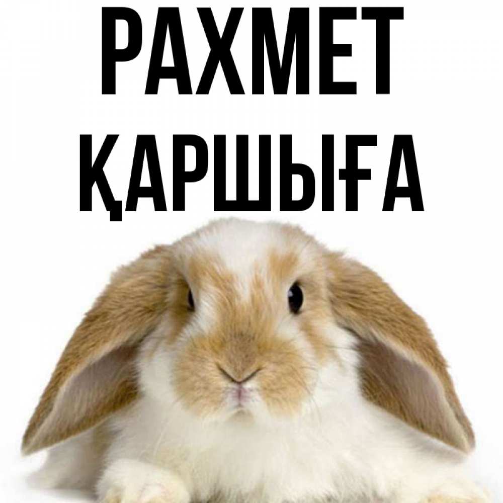 Күн сайын ашық хат с именем, Қаршыға рахмет коричнево белый заяц Онлайн тегін жүктеп алу тілектері бар керемет карта 