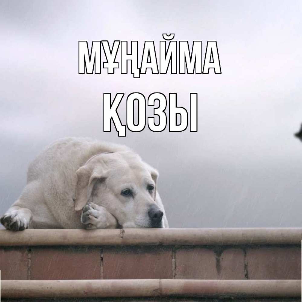 Күн сайын ашық хат с именем, Қозы Мұңайма белый пес 1 Онлайн тегін жүктеп алу тілектері бар керемет карта 