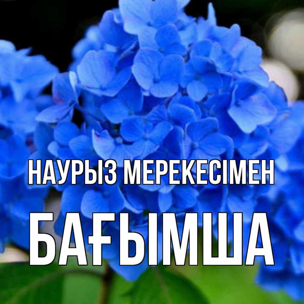 Күн сайын ашық хат с именем, БАҒЫМША Наурыз мерекесімен синие цветы Онлайн тегін жүктеп алу тілектері бар керемет карта 