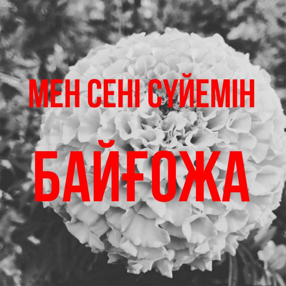 Күн сайын ашық хат с именем, Байғожа Мен сені сүйемін подпись Онлайн тегін жүктеп алу тілектері бар керемет карта 