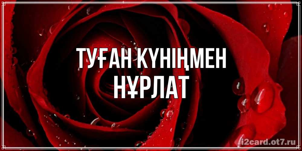 Күн сайын ашық хат с именем, НҰРЛАТ Туған күніңмен крупная бордовая роза Онлайн тегін жүктеп алу тілектері бар керемет карта 