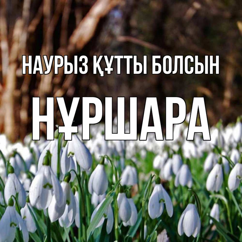 Күн сайын ашық хат с именем, НҰРШАРА Наурыз құтты болсын с подснежниками 1 Онлайн тегін жүктеп алу тілектері бар керемет карта 