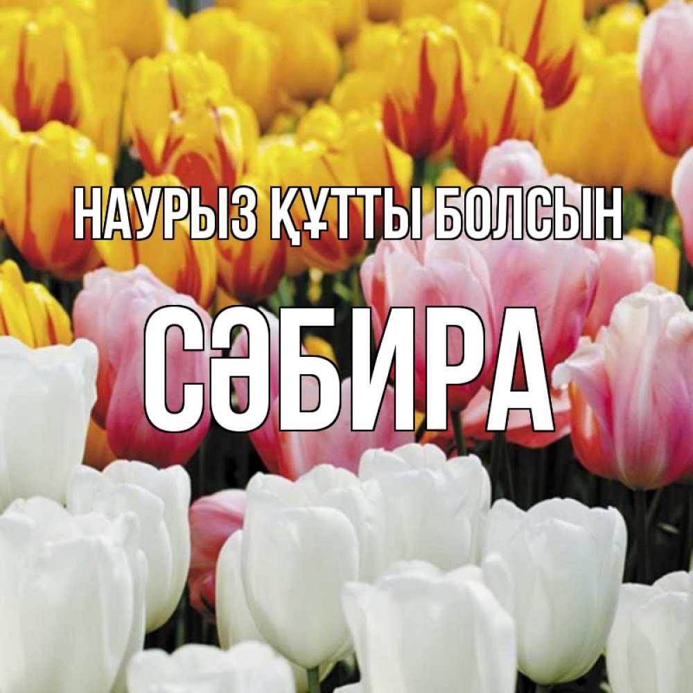 Күн сайын ашық хат с именем, СӘБИРА Наурыз құтты болсын разноцветные цветы Онлайн тегін жүктеп алу тілектері бар керемет карта 