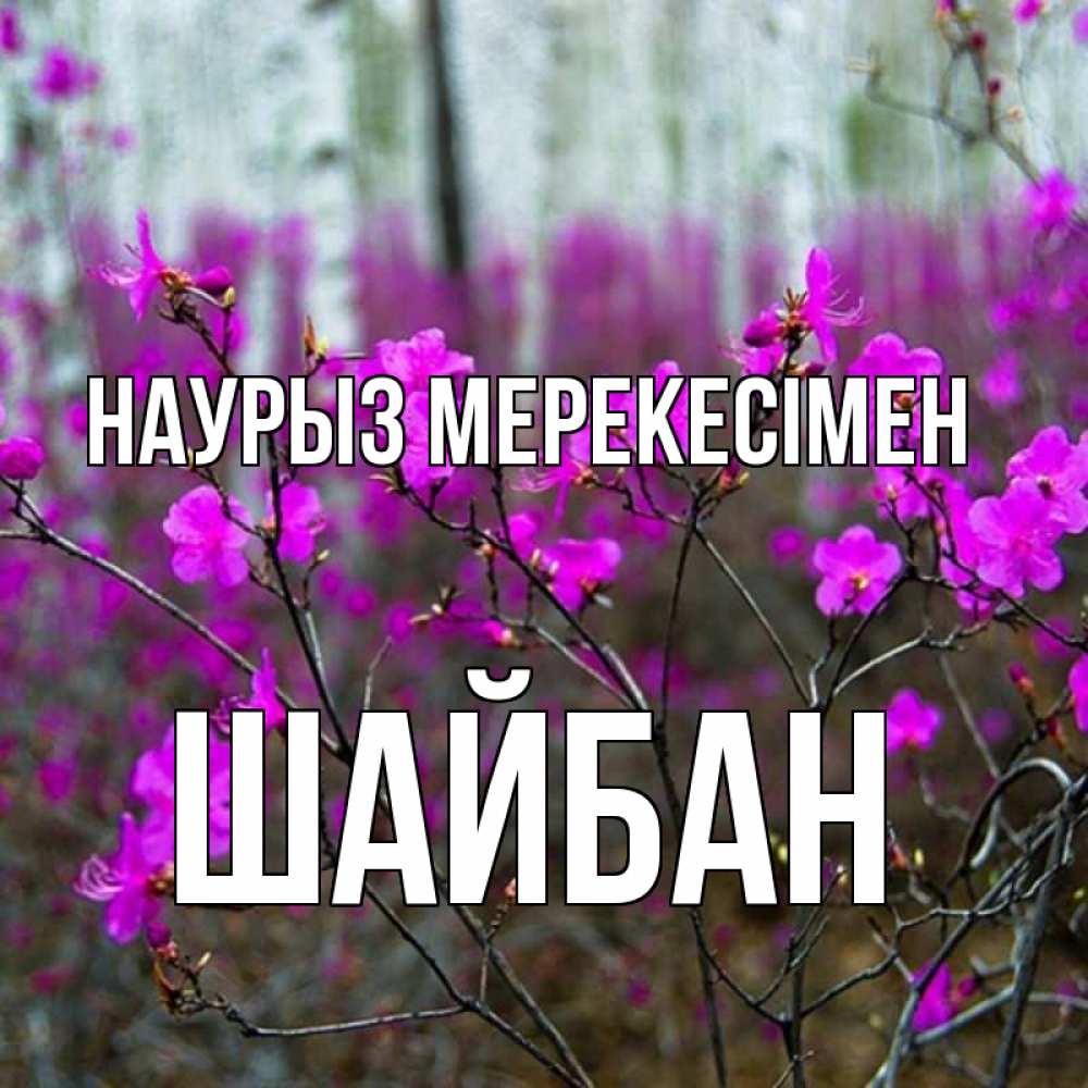 Күн сайын ашық хат с именем, ШАЙБАН Наурыз мерекесімен дикие цветы Онлайн тегін жүктеп алу тілектері бар керемет карта 