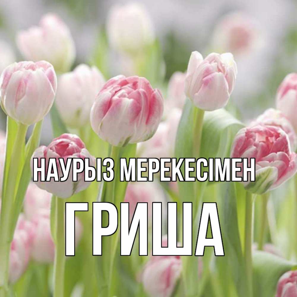 Күн сайын ашық хат с именем, Гриша Наурыз мерекесімен цветы Онлайн тегін жүктеп алу тілектері бар керемет карта 