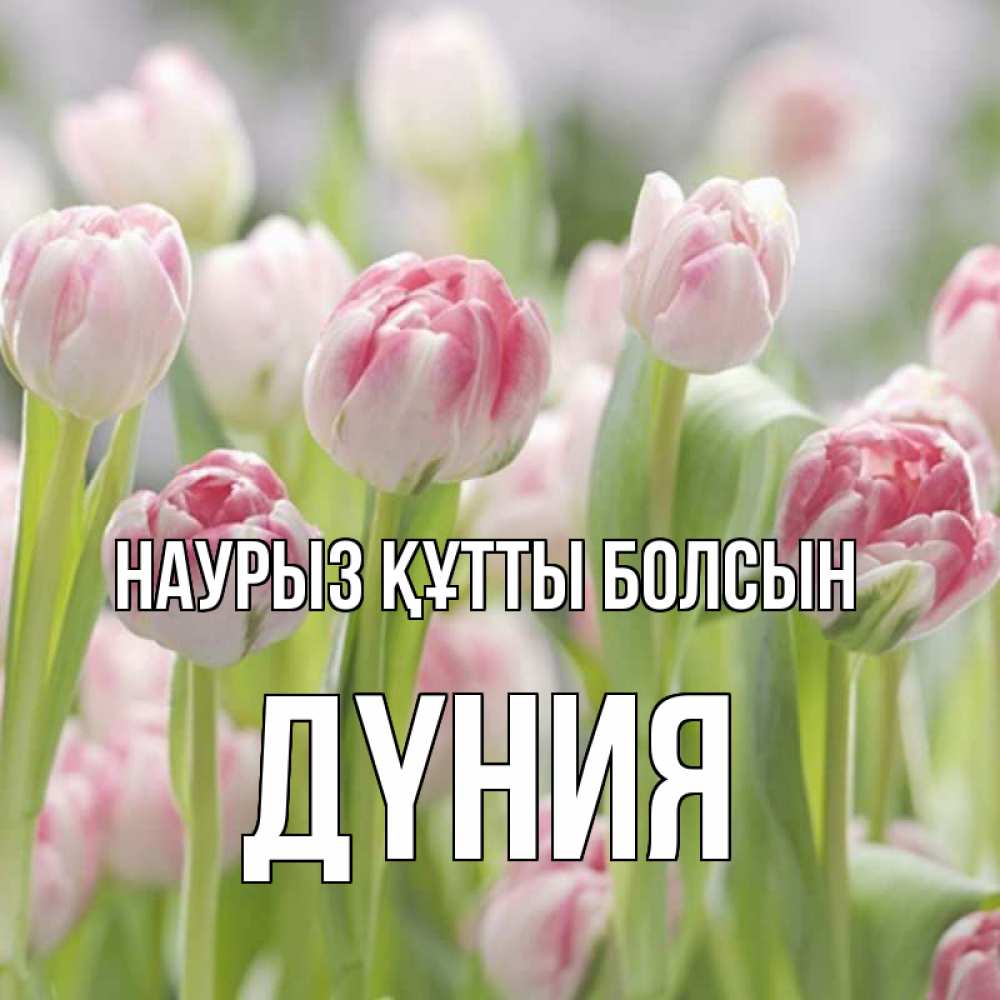 Күн сайын ашық хат с именем, ДҮНИЯ Наурыз құтты болсын цветы Онлайн тегін жүктеп алу тілектері бар керемет карта 