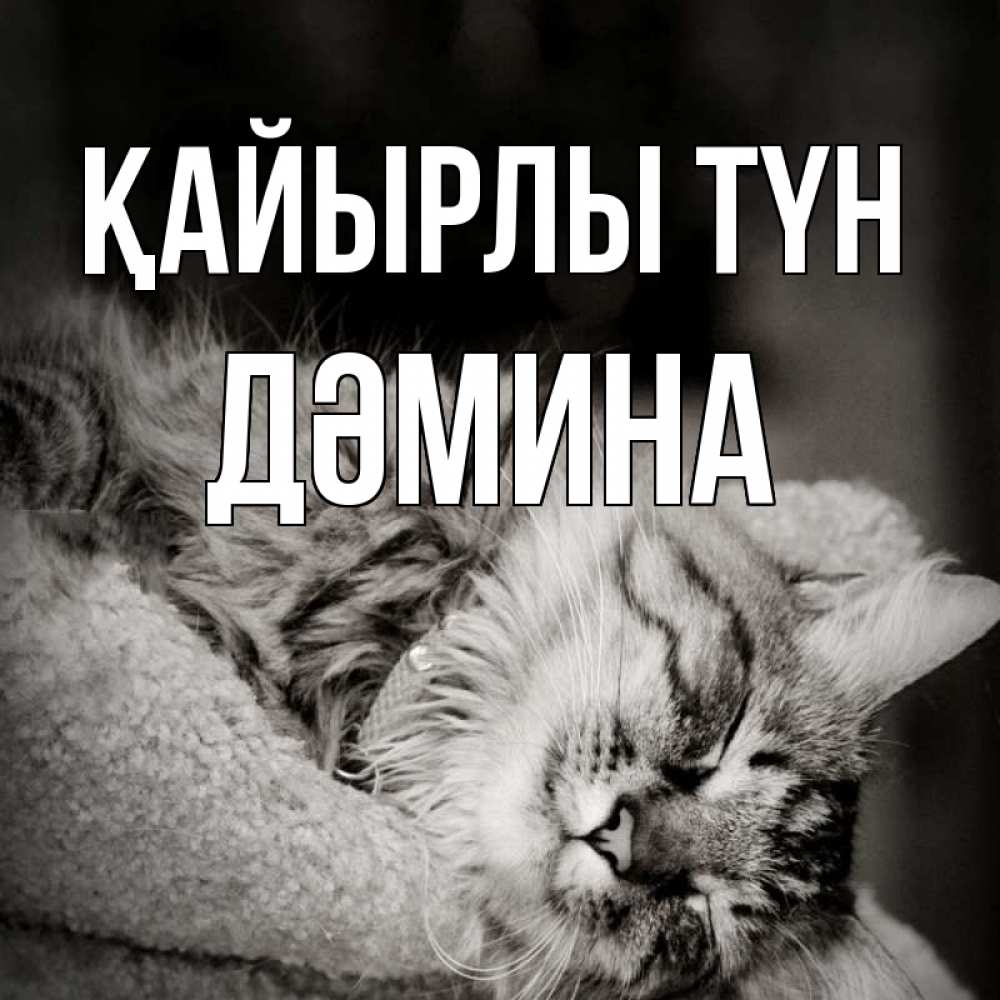 Күн сайын ашық хат с именем, ДӘМИНА Қайырлы түн котярик пушистый Онлайн тегін жүктеп алу тілектері бар керемет карта 
