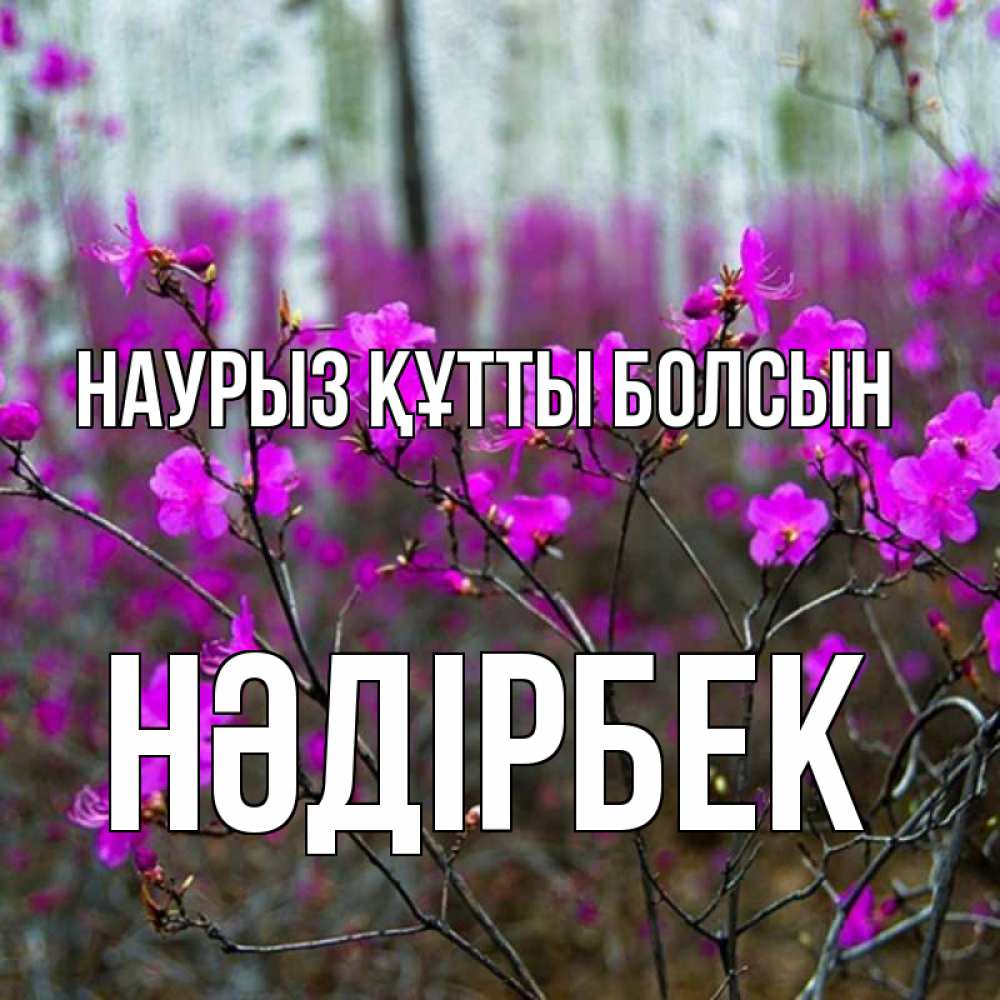 Күн сайын ашық хат с именем, НӘДІРБЕК Наурыз құтты болсын дикие цветы Онлайн тегін жүктеп алу тілектері бар керемет карта 
