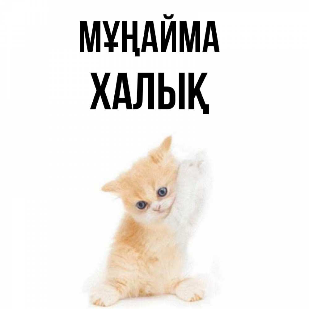 Күн сайын ашық хат с именем, ХАЛЫҚ Мұңайма просящий кот Онлайн тегін жүктеп алу тілектері бар керемет карта 
