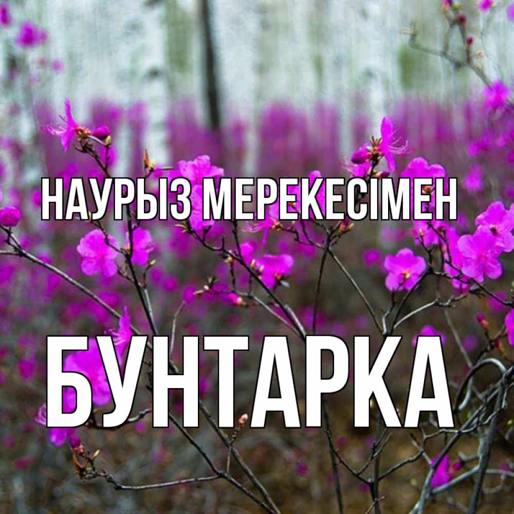 Күн сайын ашық хат с именем, Бунтарка Наурыз мерекесімен дикие цветы Онлайн тегін жүктеп алу тілектері бар керемет карта 