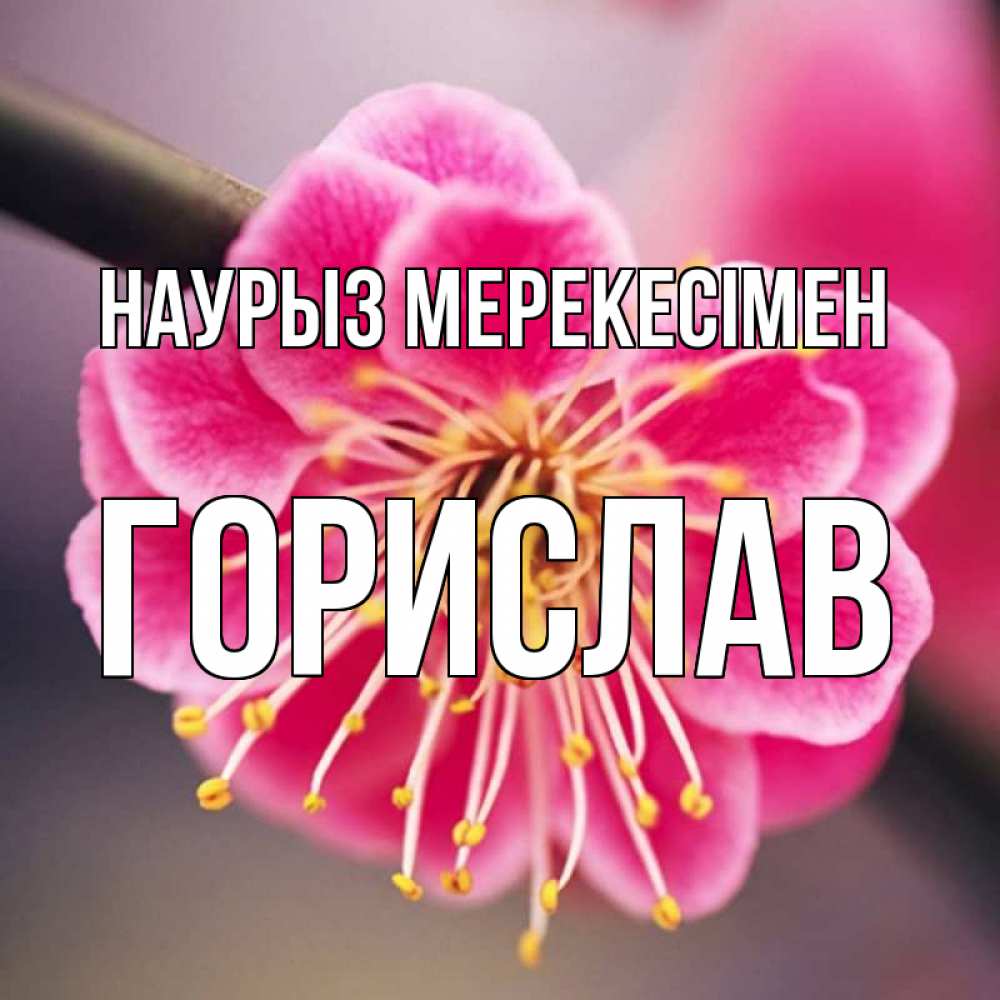 Күн сайын ашық хат с именем, Горислав Наурыз мерекесімен цветы Онлайн тегін жүктеп алу тілектері бар керемет карта 