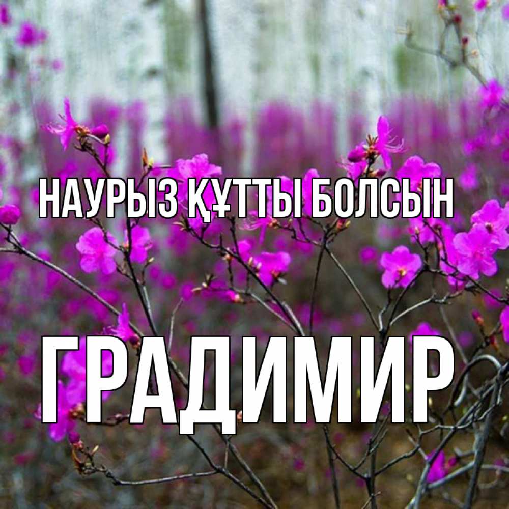 Күн сайын ашық хат с именем, Градимир Наурыз құтты болсын дикие цветы Онлайн тегін жүктеп алу тілектері бар керемет карта 