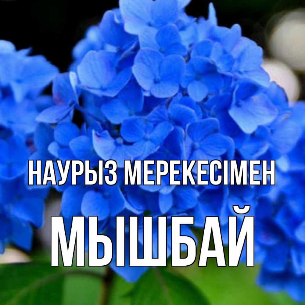 Күн сайын ашық хат с именем, МЫШБАЙ Наурыз мерекесімен синие цветы Онлайн тегін жүктеп алу тілектері бар керемет карта 
