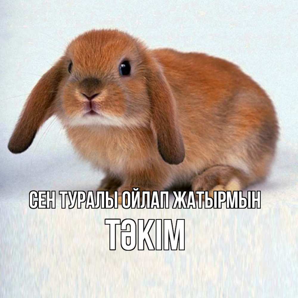 Күн сайын ашық хат с именем, ТӘКІМ Сен туралы ойлап жатырмын кроль коричневый Онлайн тегін жүктеп алу тілектері бар керемет карта 