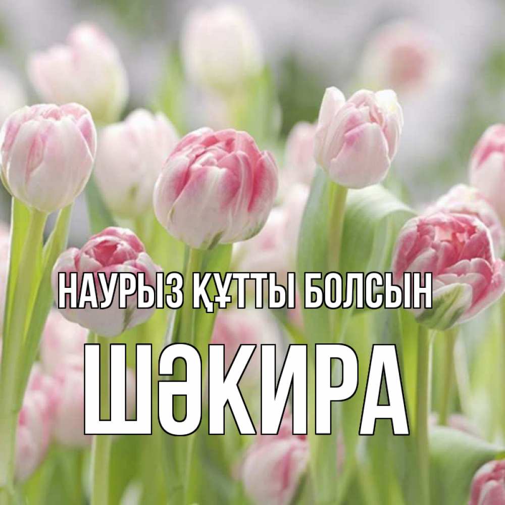 Күн сайын ашық хат с именем, ШӘКИРА Наурыз құтты болсын цветы Онлайн тегін жүктеп алу тілектері бар керемет карта 