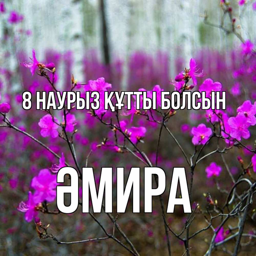 Күн сайын ашық хат с именем, ӘМИРА 8 наурыз құтты болсын дикие цветы Онлайн тегін жүктеп алу тілектері бар керемет карта 