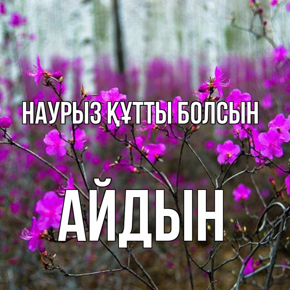 Күн сайын ашық хат с именем, Айдын Наурыз құтты болсын дикие цветы Онлайн тегін жүктеп алу тілектері бар керемет карта 