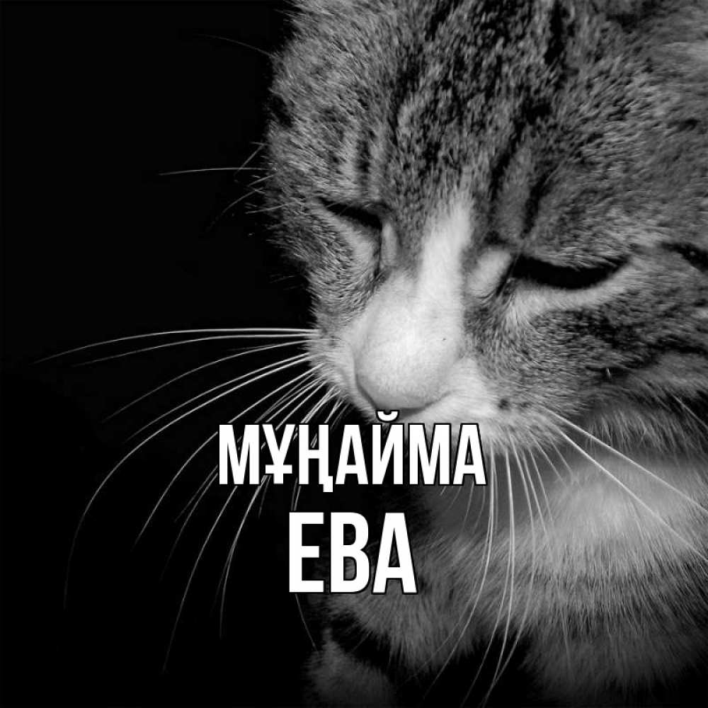 Күн сайын ашық хат с именем, Ева Мұңайма грустный котик Онлайн тегін жүктеп алу тілектері бар керемет карта 