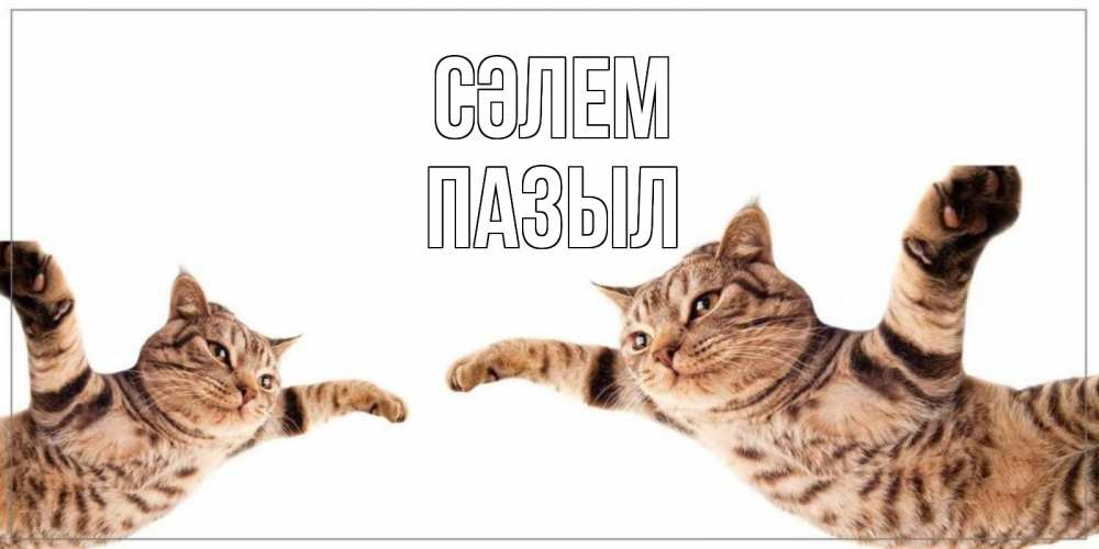 Күн сайын ашық хат с именем, ПАЗЫЛ Сәлем кот Онлайн тегін жүктеп алу тілектері бар керемет карта 