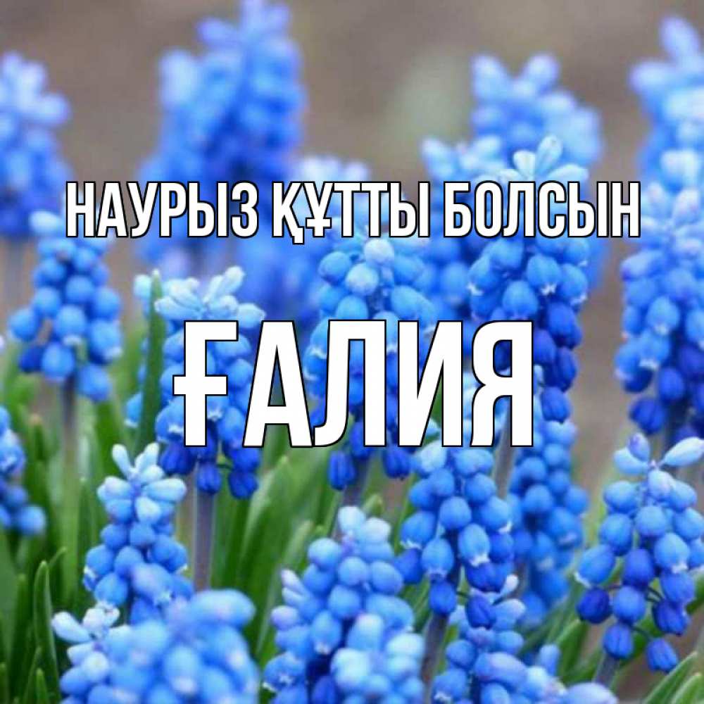Күн сайын ашық хат с именем, ҒАЛИЯ Наурыз құтты болсын Поздравительная открытка для женщин с цветами на праздничную дату Онлайн тегін жүктеп алу тілектері бар керемет карта 