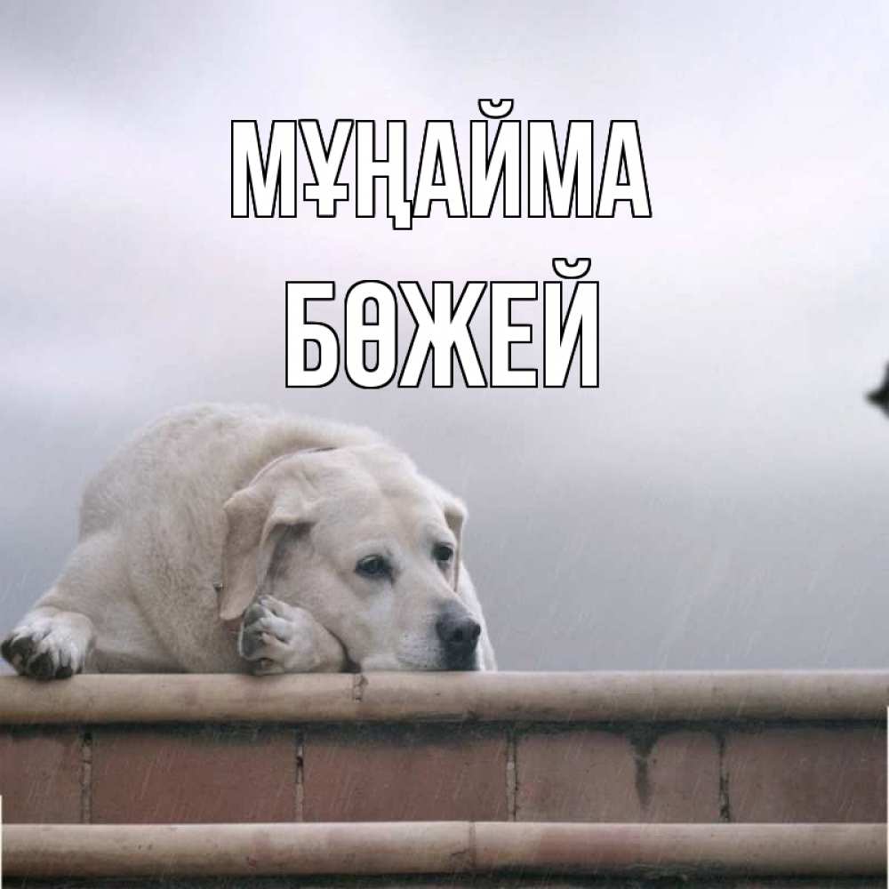 Күн сайын ашық хат с именем, Бөжей Мұңайма белый пес 1 Онлайн тегін жүктеп алу тілектері бар керемет карта 
