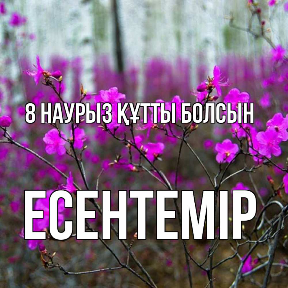 Күн сайын ашық хат с именем, Есентемір 8 наурыз құтты болсын дикие цветы Онлайн тегін жүктеп алу тілектері бар керемет карта 