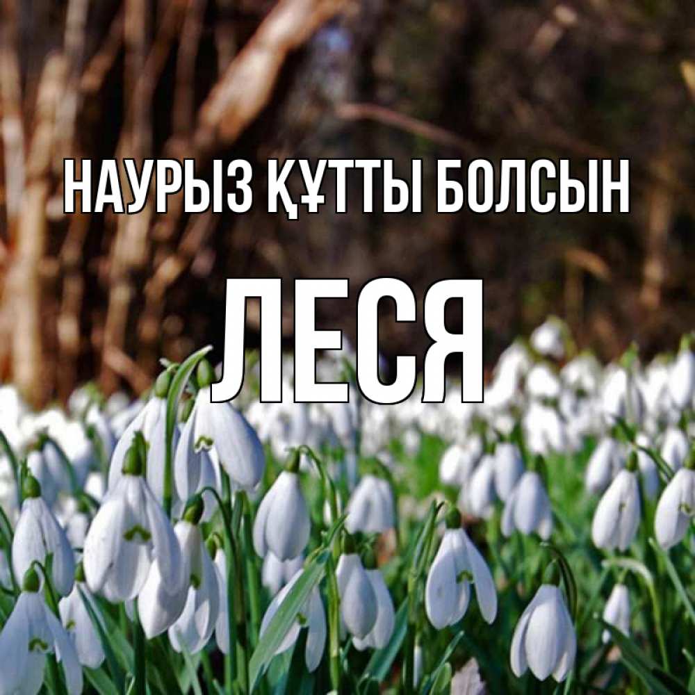 Күн сайын ашық хат с именем, Леся Наурыз құтты болсын с подснежниками 1 Онлайн тегін жүктеп алу тілектері бар керемет карта 