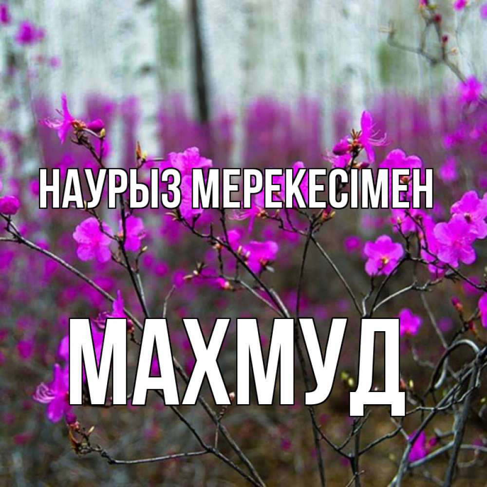 Күн сайын ашық хат с именем, Махмуд Наурыз мерекесімен дикие цветы Онлайн тегін жүктеп алу тілектері бар керемет карта 