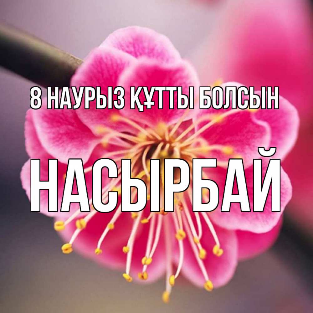 Күн сайын ашық хат с именем, Насырбай 8 наурыз құтты болсын цветы Онлайн тегін жүктеп алу тілектері бар керемет карта 