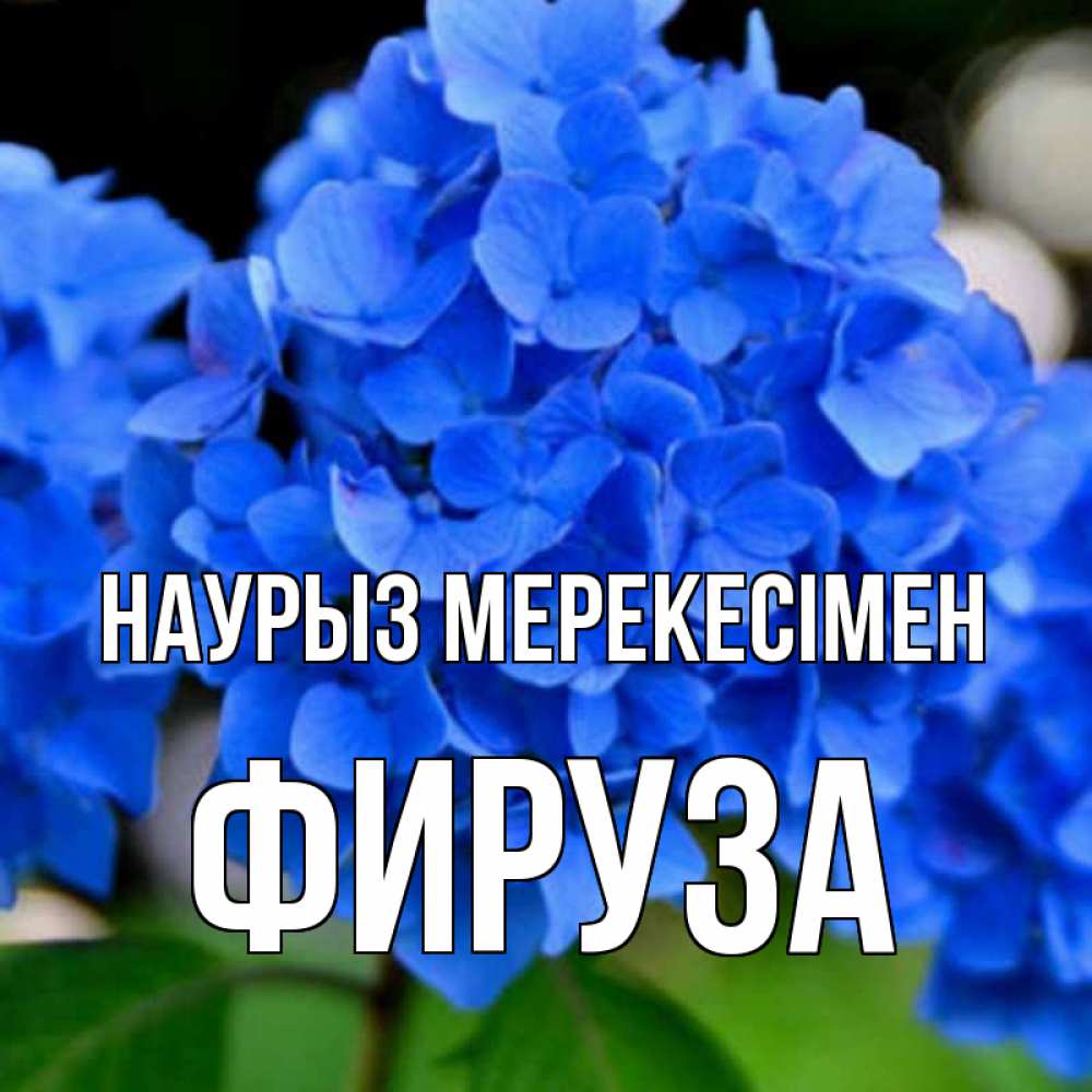 Күн сайын ашық хат с именем, ФИРУЗА Наурыз мерекесімен синие цветы Онлайн тегін жүктеп алу тілектері бар керемет карта 
