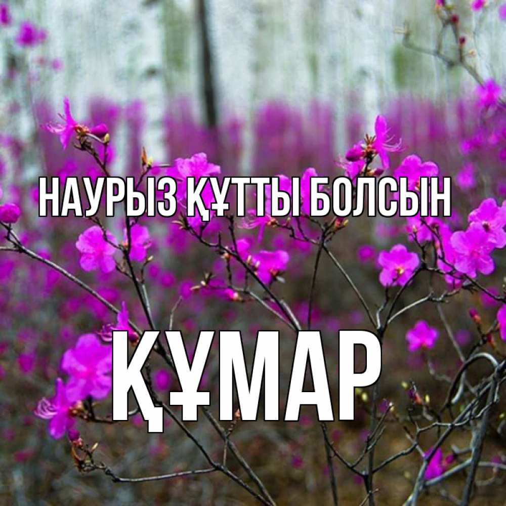Күн сайын ашық хат с именем, ҚҰМАР Наурыз құтты болсын дикие цветы Онлайн тегін жүктеп алу тілектері бар керемет карта 
