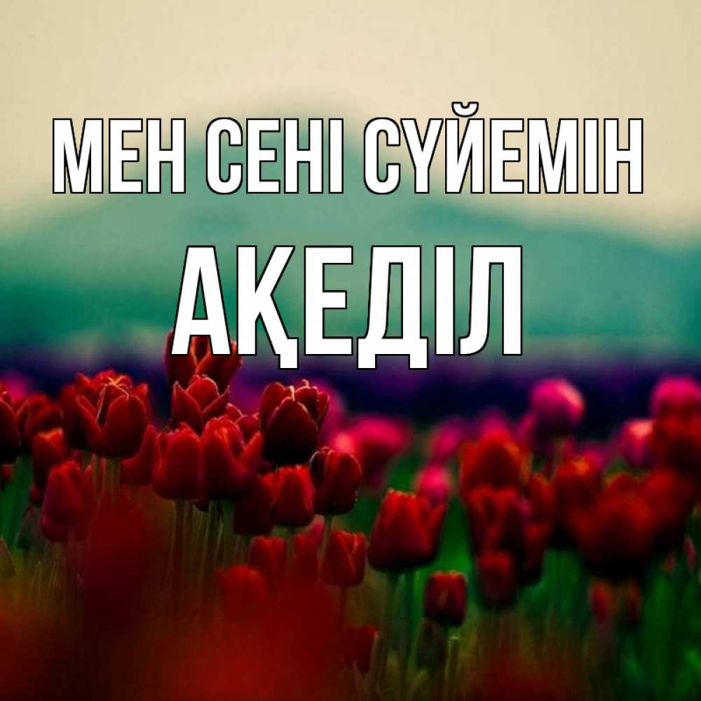 Күн сайын ашық хат с именем, Ақеділ Мен сені сүйемін тюльпаны 4 Онлайн тегін жүктеп алу тілектері бар керемет карта 