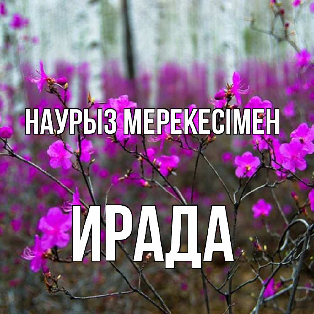 Күн сайын ашық хат с именем, ИРАДА Наурыз мерекесімен дикие цветы Онлайн тегін жүктеп алу тілектері бар керемет карта 