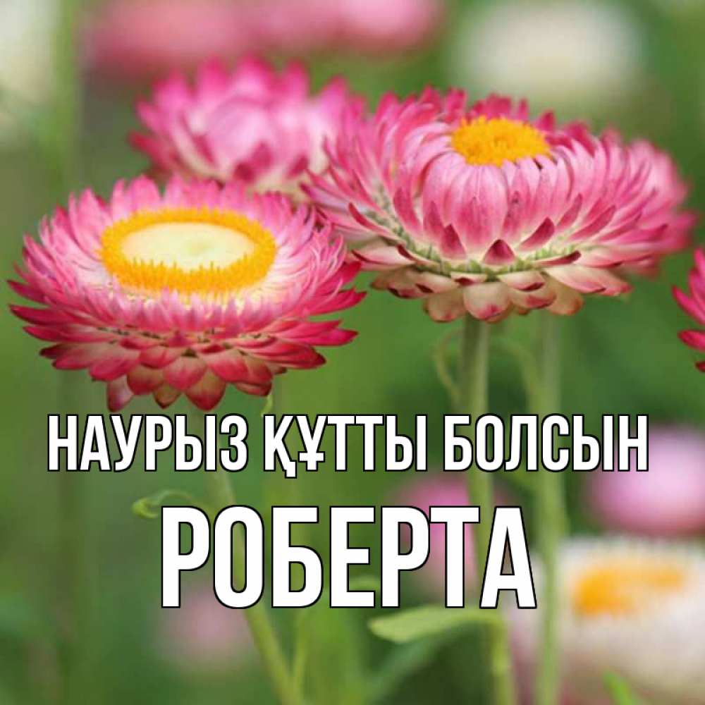 Күн сайын ашық хат с именем, Роберта Наурыз құтты болсын подарок на международный женский день Онлайн тегін жүктеп алу тілектері бар керемет карта 