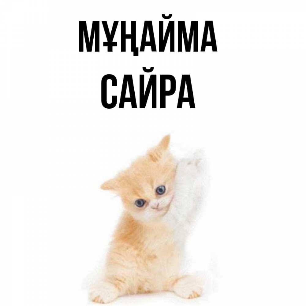 Күн сайын ашық хат с именем, САЙРА Мұңайма просящий кот Онлайн тегін жүктеп алу тілектері бар керемет карта 