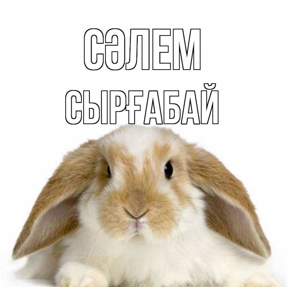 Күн сайын ашық хат с именем, СЫРҒАБАЙ Сәлем с животными Онлайн тегін жүктеп алу тілектері бар керемет карта 
