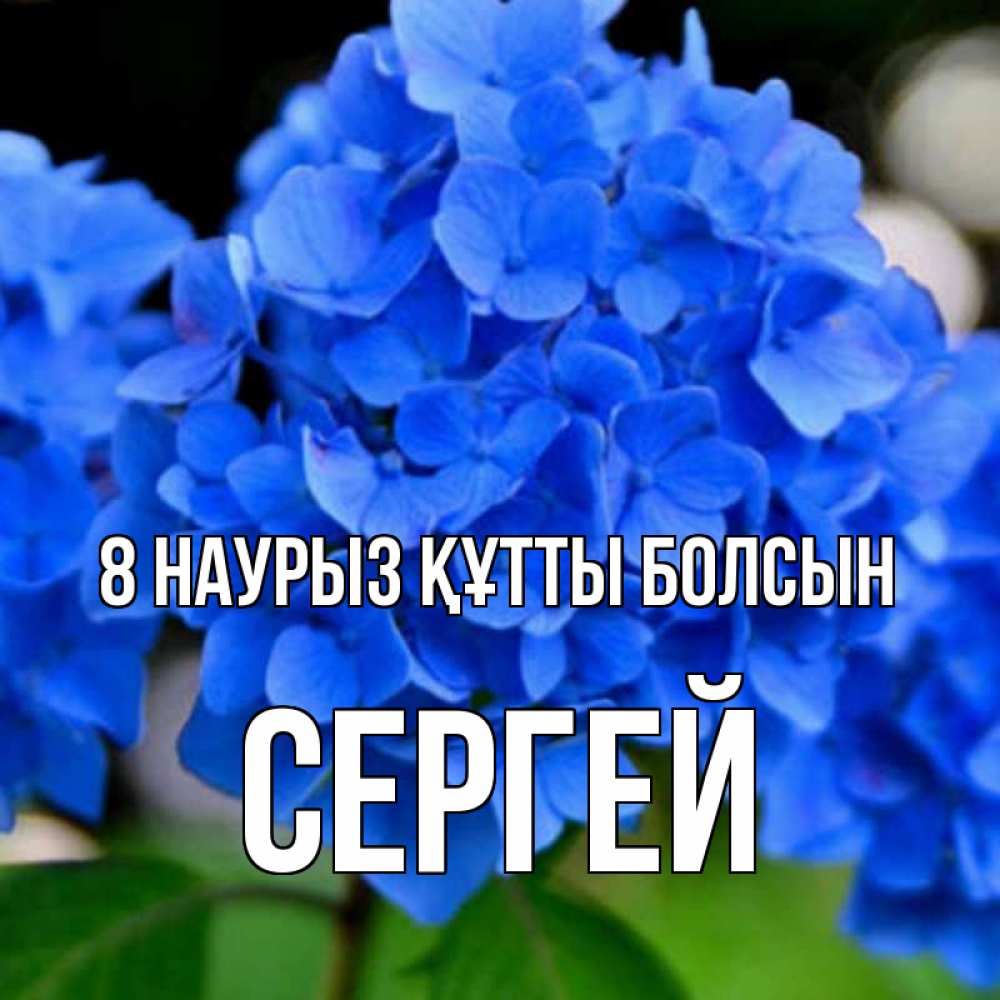 Күн сайын ашық хат с именем, Сергей 8 наурыз құтты болсын синие цветы Онлайн тегін жүктеп алу тілектері бар керемет карта 