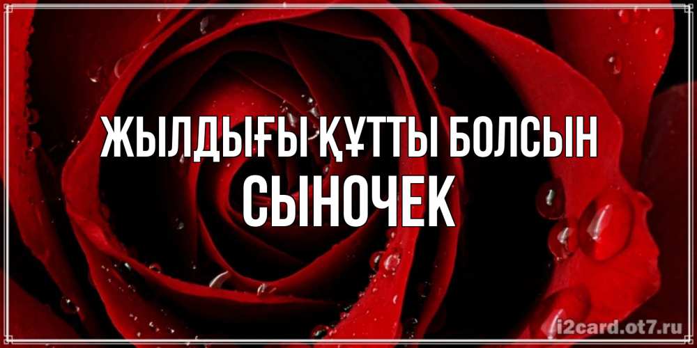 Күн сайын ашық хат с именем, Сыночек Жылдығы құтты болсын крупная бордовая роза Онлайн тегін жүктеп алу тілектері бар керемет карта 