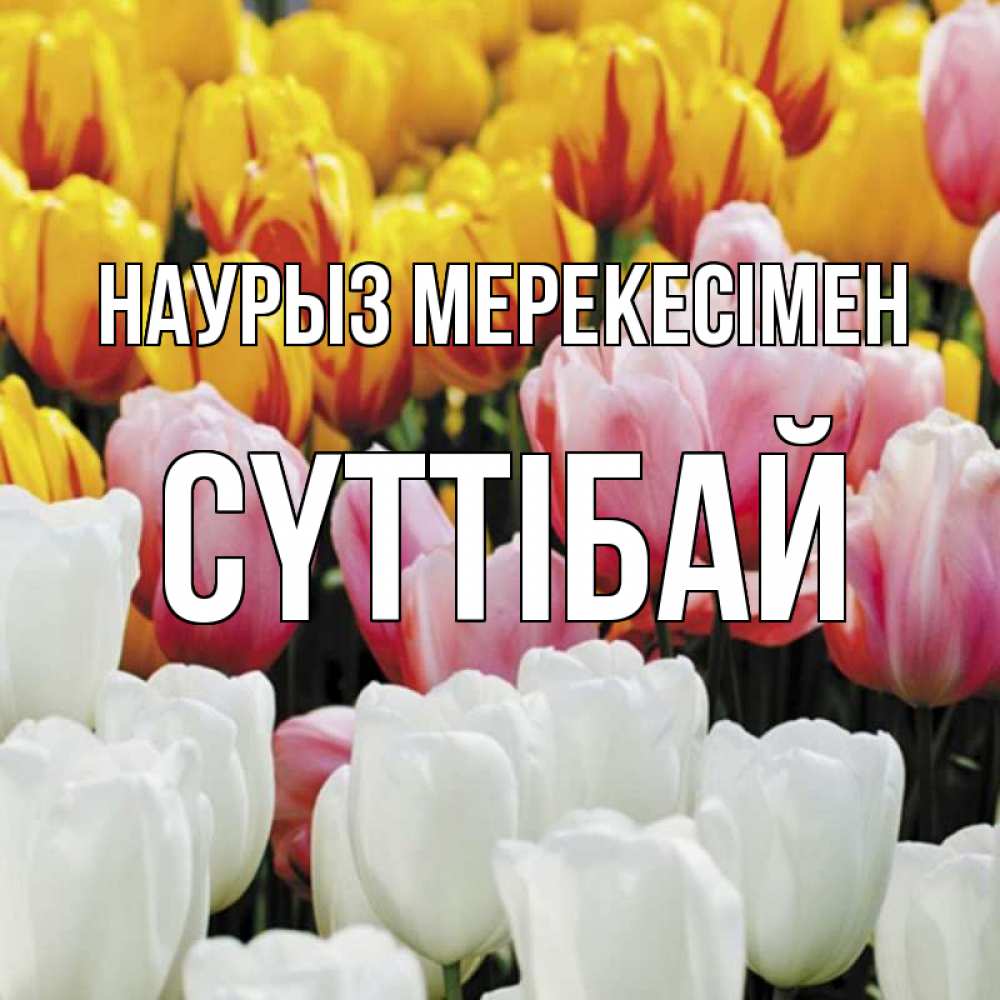 Күн сайын ашық хат с именем, СҮТТІБАЙ Наурыз мерекесімен разноцветные цветы Онлайн тегін жүктеп алу тілектері бар керемет карта 