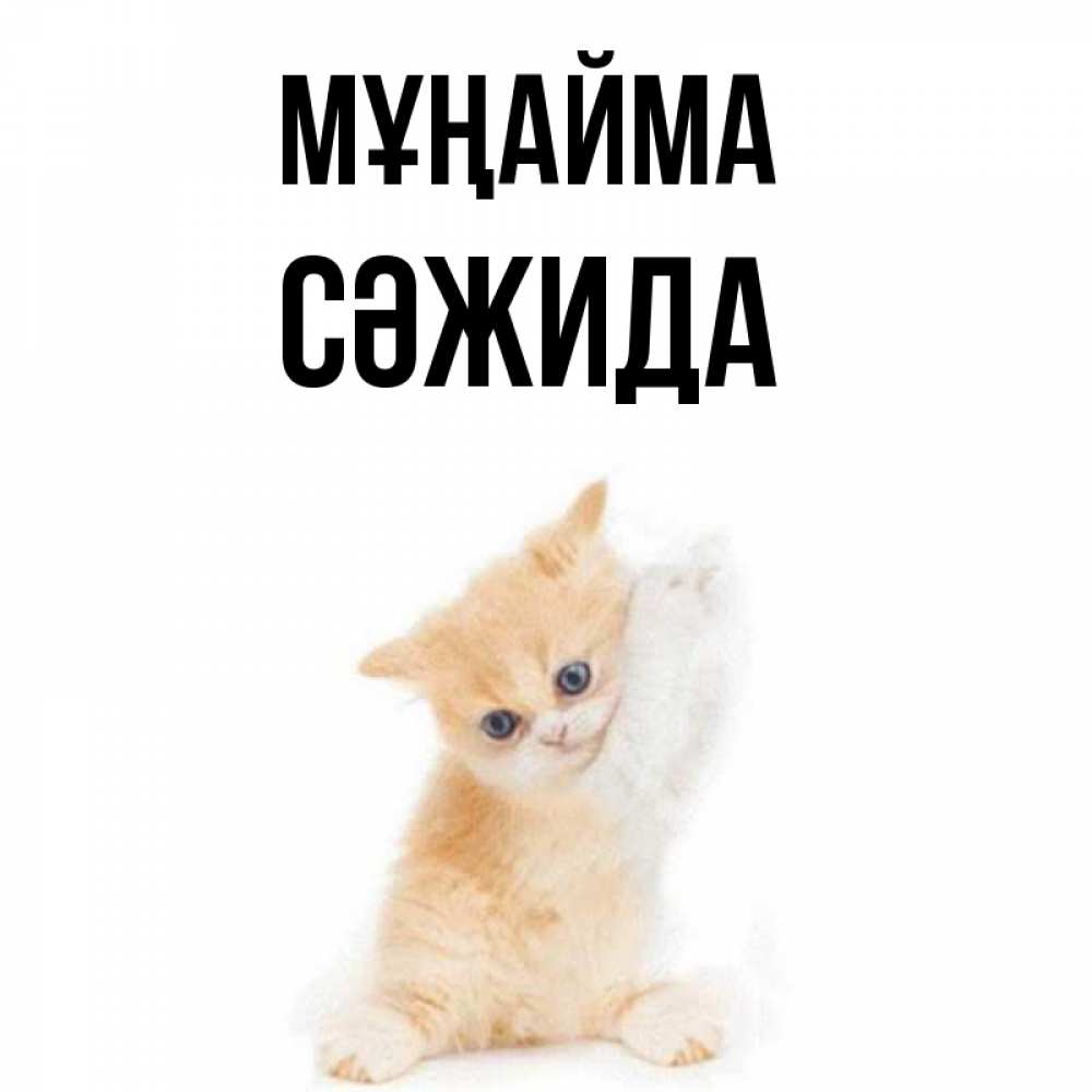 Күн сайын ашық хат с именем, СӘЖИДА Мұңайма просящий кот Онлайн тегін жүктеп алу тілектері бар керемет карта 